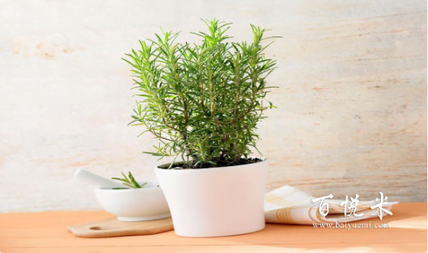 西餐里各種香草點綴意境，其實自己也能動手種，不光好看也能吃！